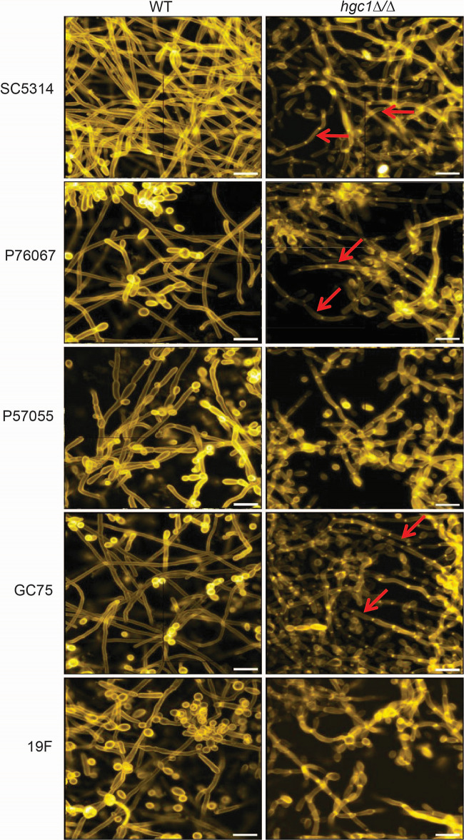 FIG 4