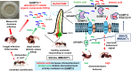 Model for interactions and contributions of S. invicta OBP15.