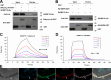 Interactions between SiOBP15 and SiApoLp-III.