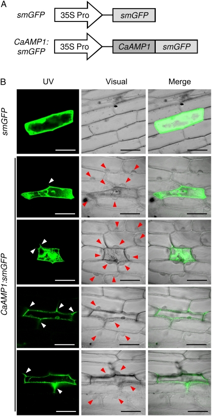 Figure 4.