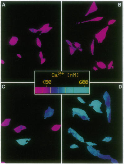 graphic file with name pnas01070-0404-a.jpg