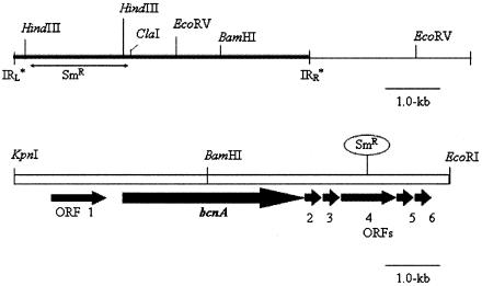 FIG. 1.