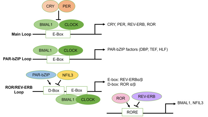 Fig. 2