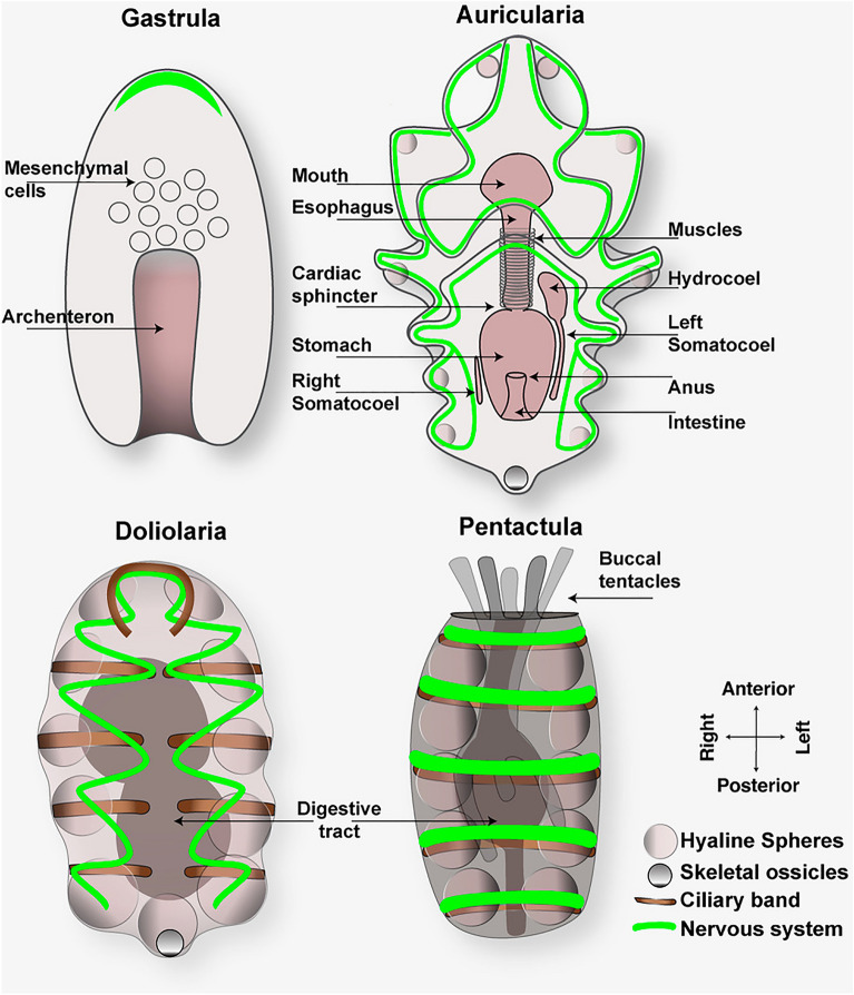 Fig. 4