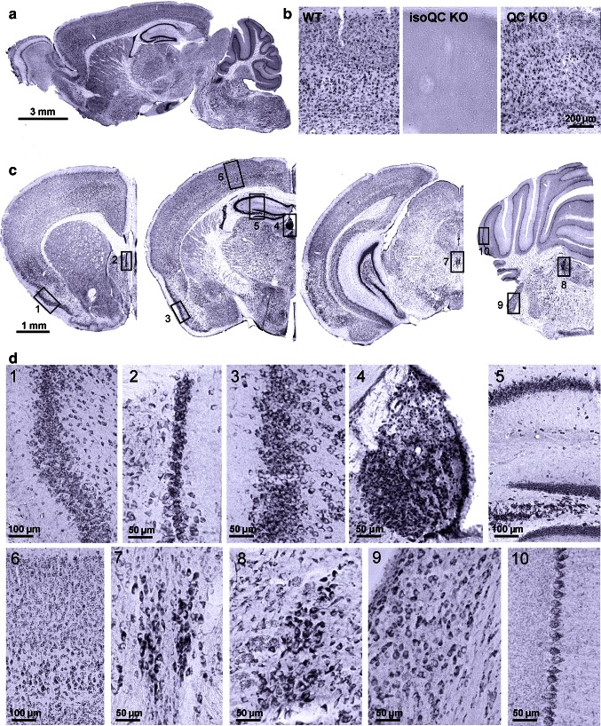 Fig. 1