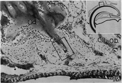 Fig. 12