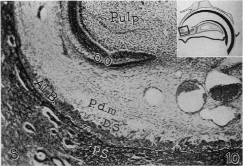 Fig. 10