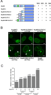 FIGURE 3: