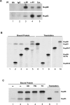 FIGURE 6: