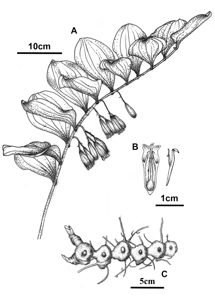 Figure 5.