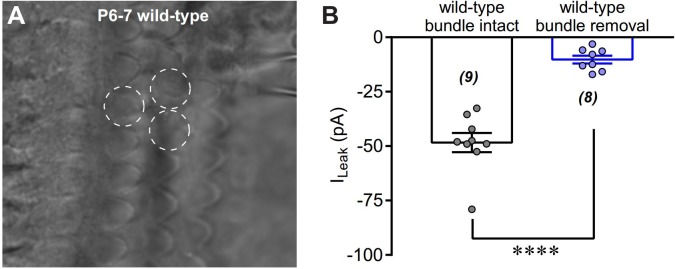 Figure 3—figure supplement 1.