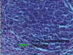 Figure 2b