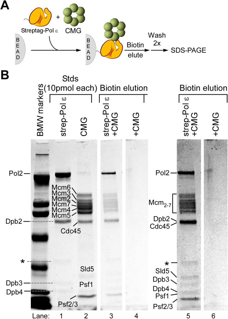 Figure 4—figure supplement 3.