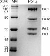 Figure 1—figure supplement 1.