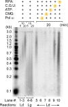 Figure 1—figure supplement 2.