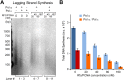 Figure 5—figure supplement 1.