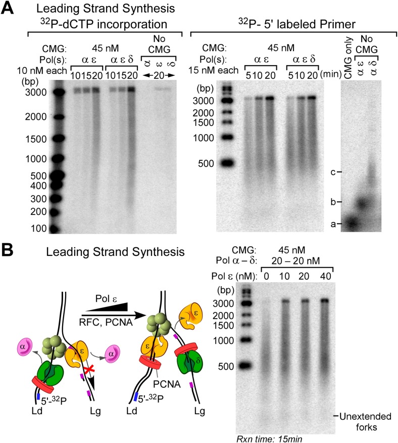 Figure 6—figure supplement 1.