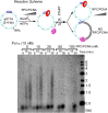 Figure 5—figure supplement 2.