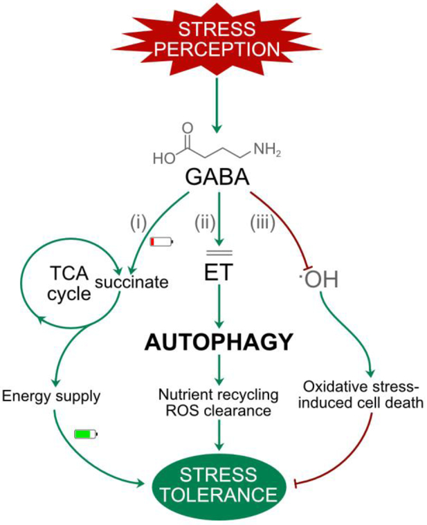 Linking autophagy to abiotic and biotic stress responses - PMC