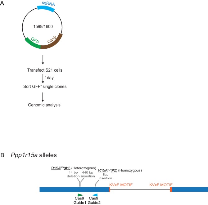 Figure 11—figure supplement 1 .