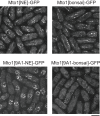 Figure 1—figure supplement 2.