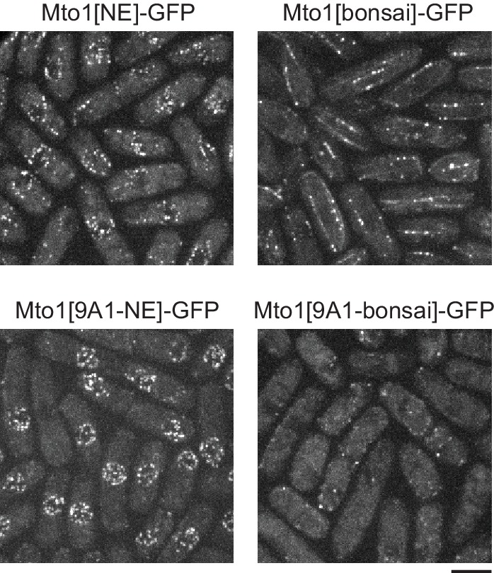 Figure 1—figure supplement 2.