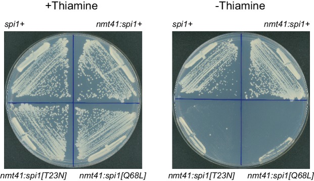 Figure 5—figure supplement 1.