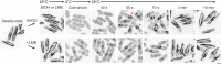Figure 3—figure supplement 3.