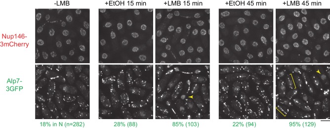 Figure 3—figure supplement 1.