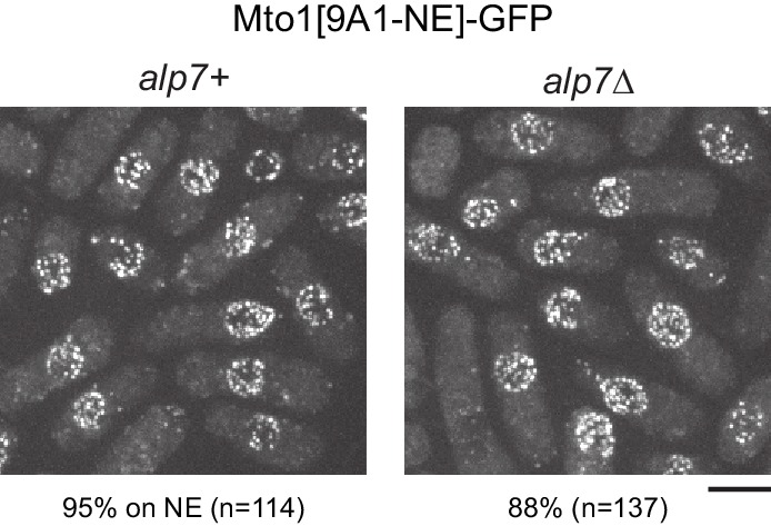 Figure 1—figure supplement 3.