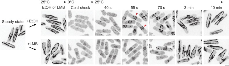 Figure 3—figure supplement 3.