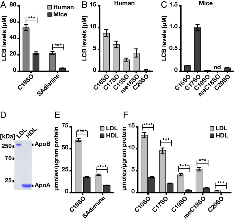 Subunit composition of the mammalian serine-palmitoyltransferase ...