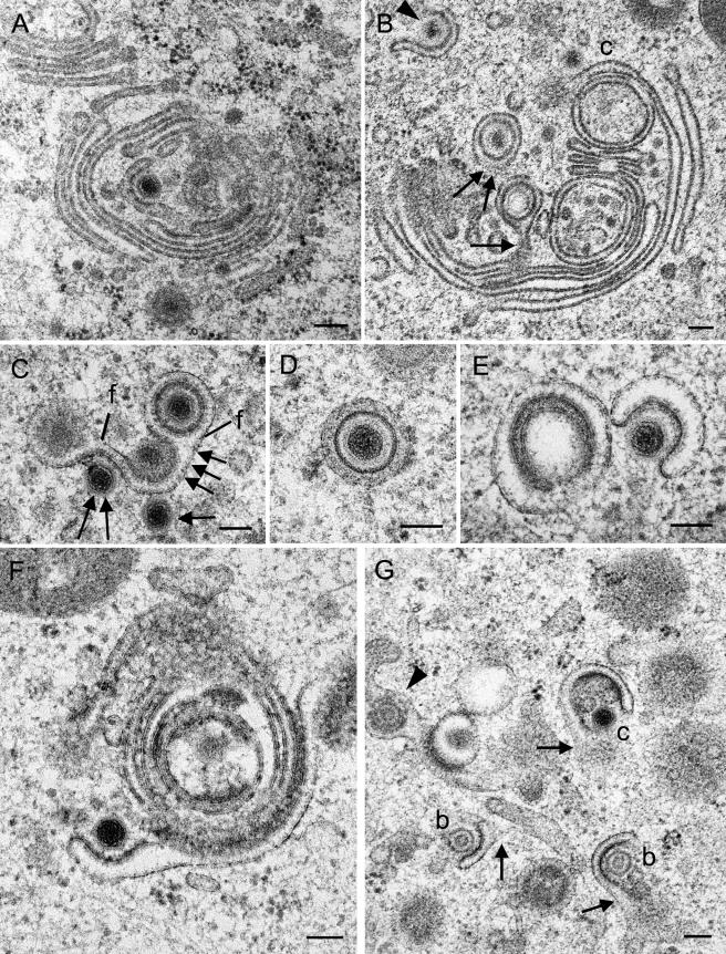 FIG.8.