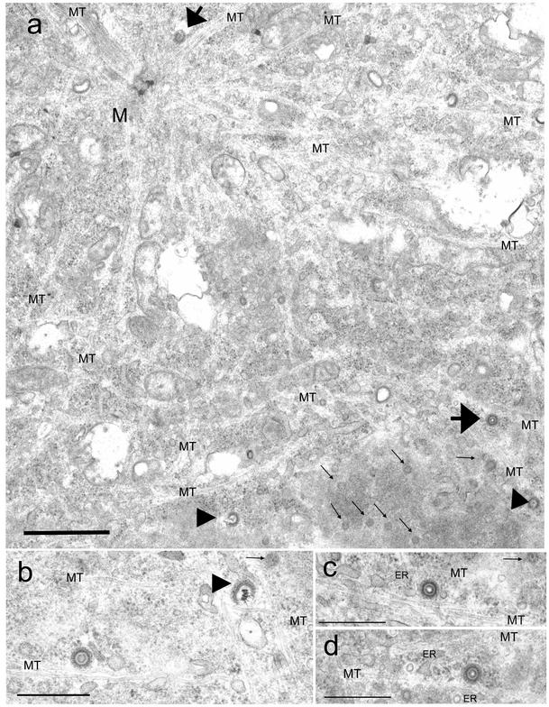 FIG. 5.