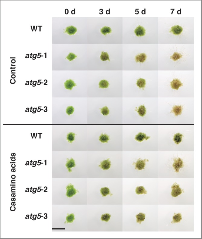 Figure 11.