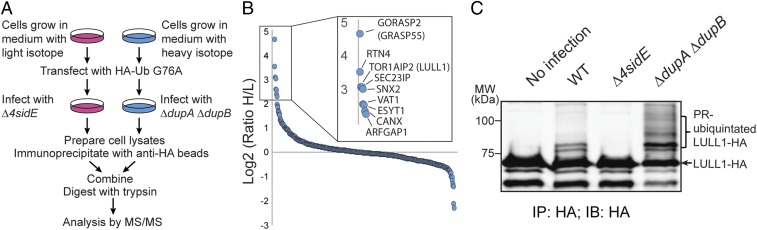 Fig. 5.