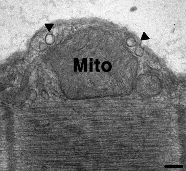 FIG. 5.