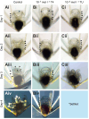 Fig. 2.