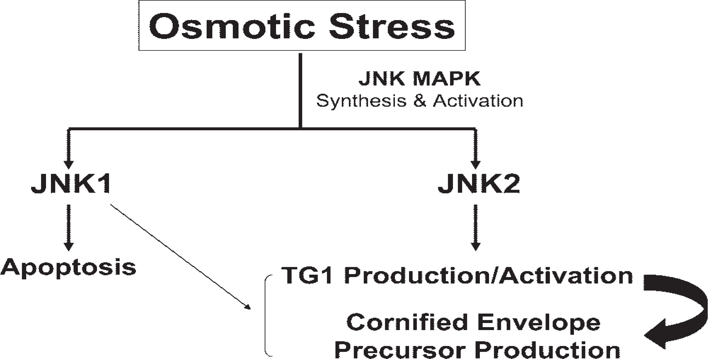 Figure 11.