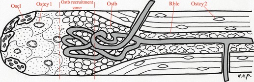 Fig. 10