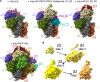Stepwise pathway of 20S proteasome core particle assembly
