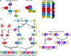 Stepwise pathways for septin complex assembly