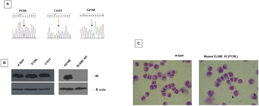 Figure 1: