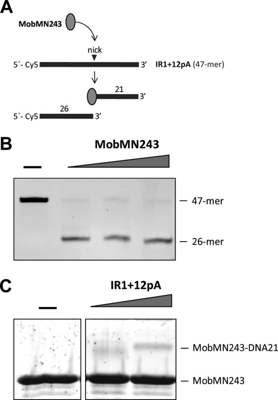 Fig 5