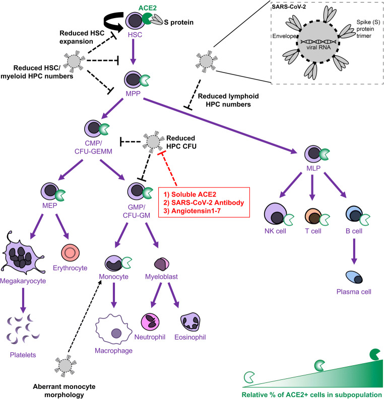 Graphical Abstract