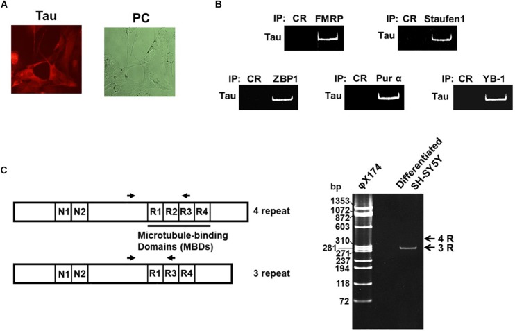 FIGURE 1