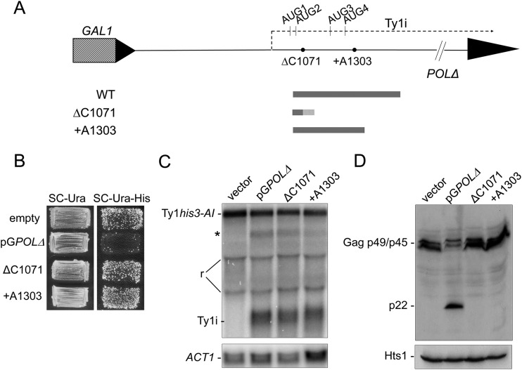 FIG 6