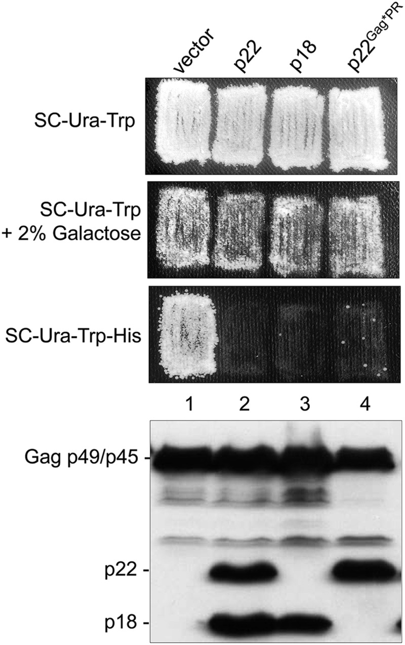 FIG 7