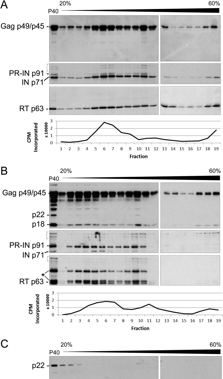 FIG 8