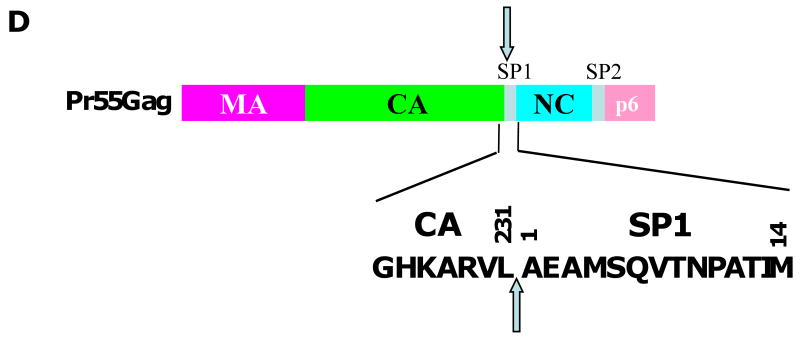 Fig. 10